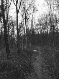 Bare trees in forest against sky