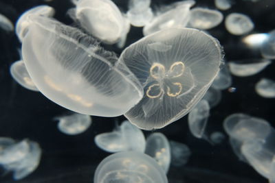 Close-up of jellyfish swimming in aquarium