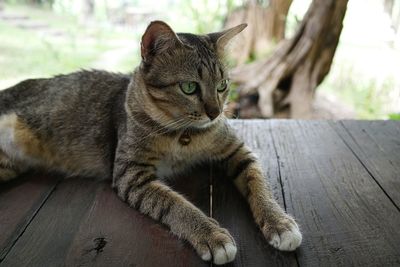 Close-up of a cat sitting on wood
