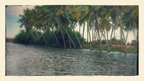 Scenic view of lake against trees