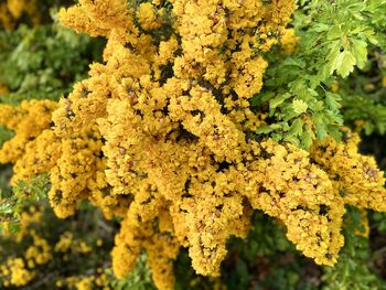 Close-up of yellow flowering plant