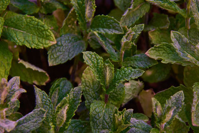 Small sprouts and leaves of freshly sprouted mint ,mentha spicata, in topsoil.