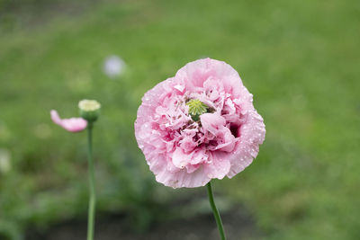 Close-up of pink rose flower