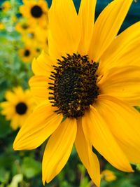 Close-up of sunflower blooming outdoors