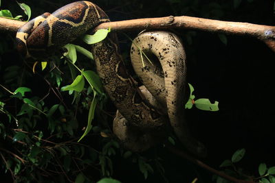 Close-up of lizard on tree