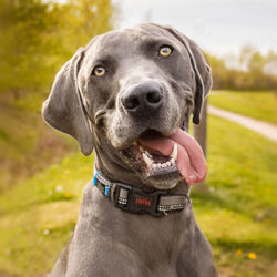 Close-up of jaxx the  dog