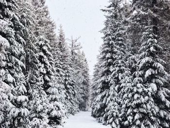 Snow covered pine trees in forest against sky