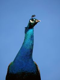 Close-up of peacock against clear blue sky