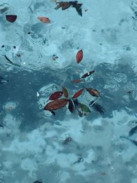 Man swimming in water