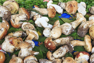 Edible mushrooms at market for sale