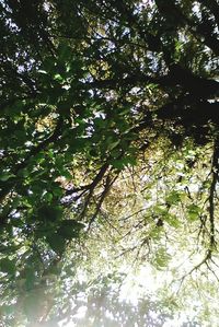 Low angle view of trees