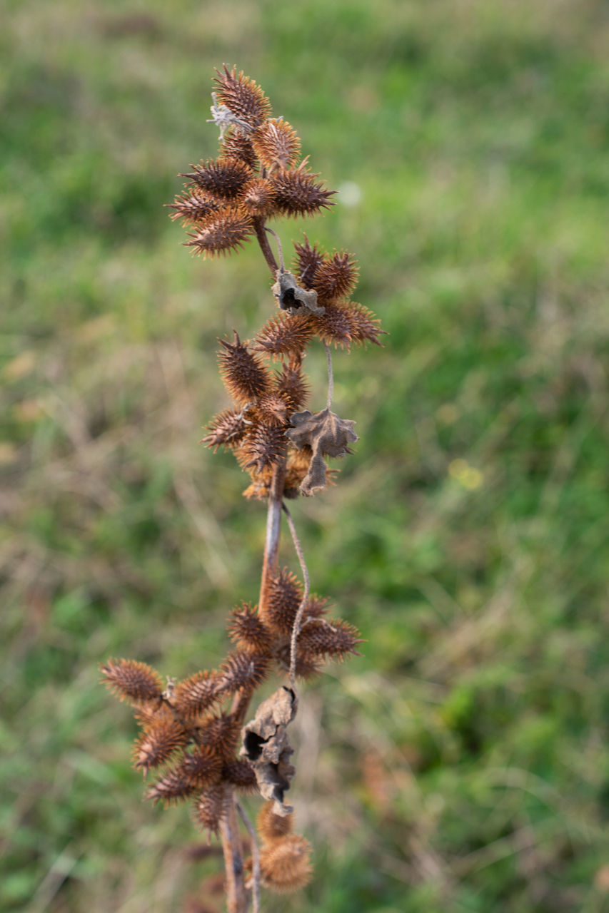 plant, flower, nature, focus on foreground, no people, prairie, growth, close-up, beauty in nature, day, dry, land, grass, outdoors, macro photography, wildflower, field, brown, leaf, dried plant, wildlife, flowering plant, wilted plant, dead plant, tree, plant stem