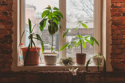 Potted plants stand on the windowsill in the morning in the loft. simple gardening in the apartment