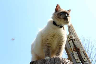 Cat sitting against clear sky