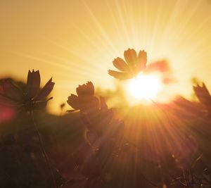 Close-up of flower blooming against sky during sunset