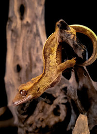 Close-up of lizard
