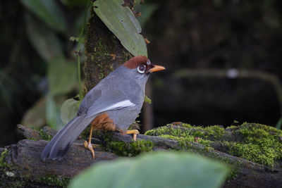 Bird perching on a plant