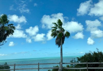 Palm trees on beach against sky