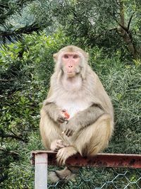 Close-up of monkey