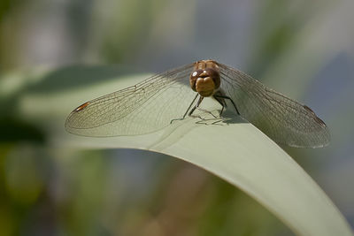 Close-up of damselfly on leaf