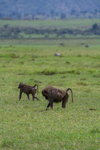 Olive baboons in field