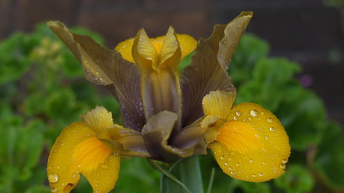 Close-up of water drops on yellow flower