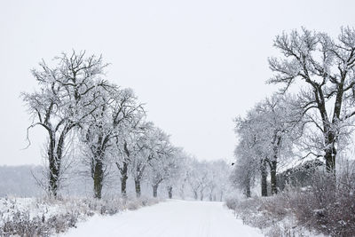 Snow covered road amidst trees against clear sky