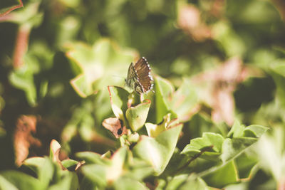 Close-up of butterfly pollinating flower