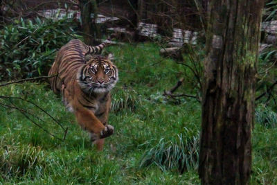 Cat in a forest