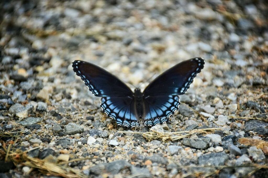 CLOSE-UP OF BUTTERFLY ON FLOWER