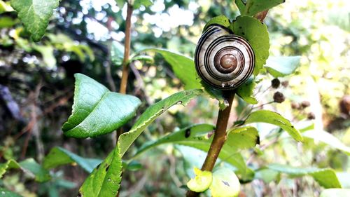 Close-up of snail on leaf