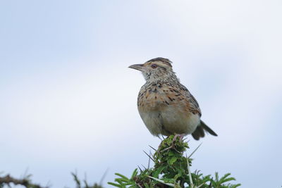 Low angle view of bird perching on plant against sky