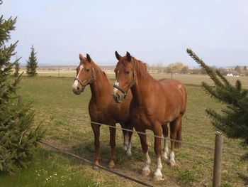 Horses standing on field against sky