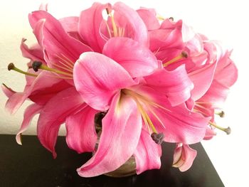 Close-up of pink rose flower