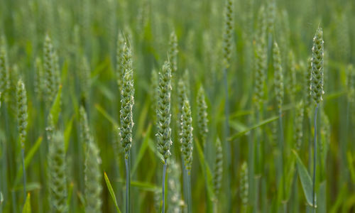 Close-up of wheat growing on field