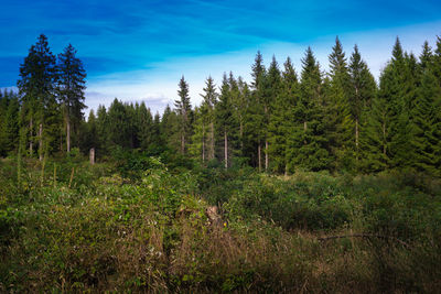 Trees in forest against blue sky