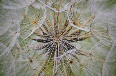 Close-up of dandelion on plant