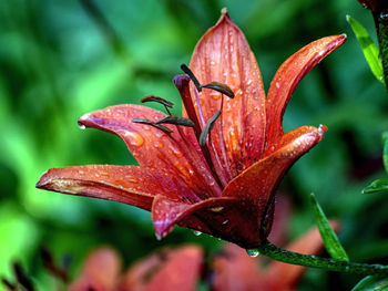 Close-up of red flower