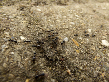 Close-up of plant