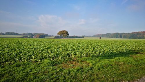 Scenic view of agricultural field against sky