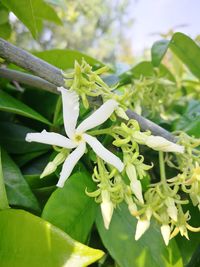 Close-up of fresh green plant