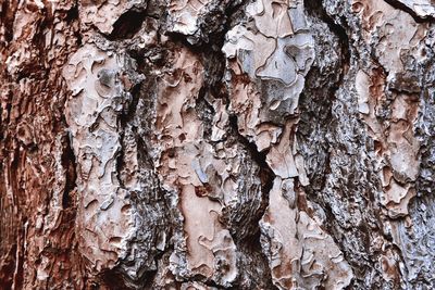 Detail shot of tree trunk