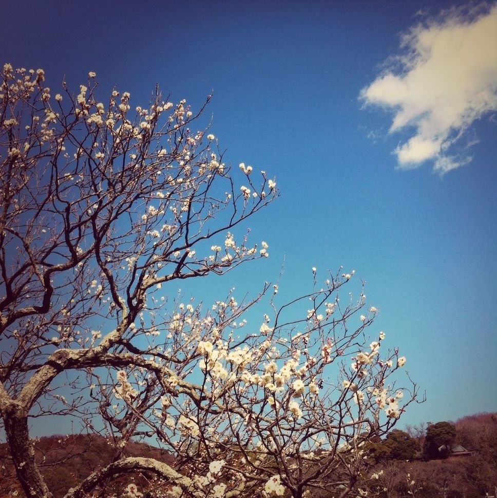 low angle view, tree, branch, sky, nature, beauty in nature, growth, clear sky, tranquility, blue, bare tree, flower, scenics, day, outdoors, tranquil scene, no people, sunlight, blossom, cloud - sky