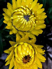 Close-up of yellow flowering plant