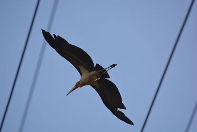 Low angle view of bird flying against clear sky