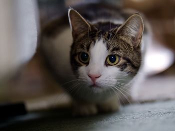 Close-up portrait of a cat