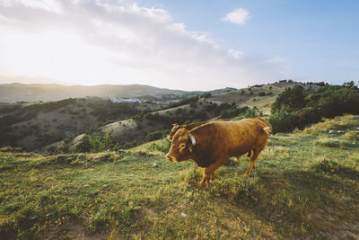 Cows on field against sky