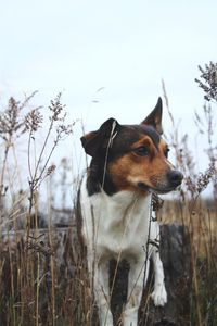 Dog on field against sky during winter