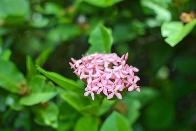 Close-up of pink flowering plant