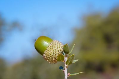 Close-up of flower against blurred background